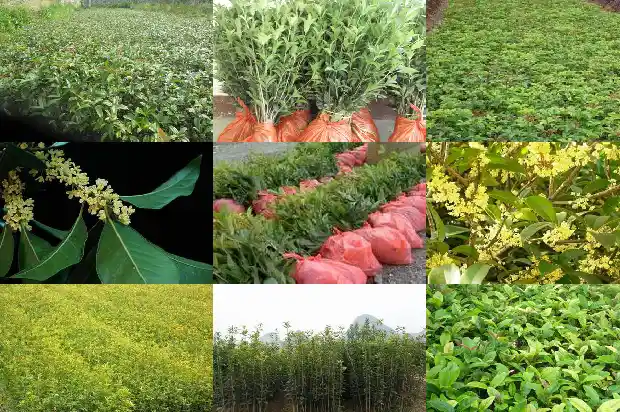 盆栽桂花种植方法1686531628481