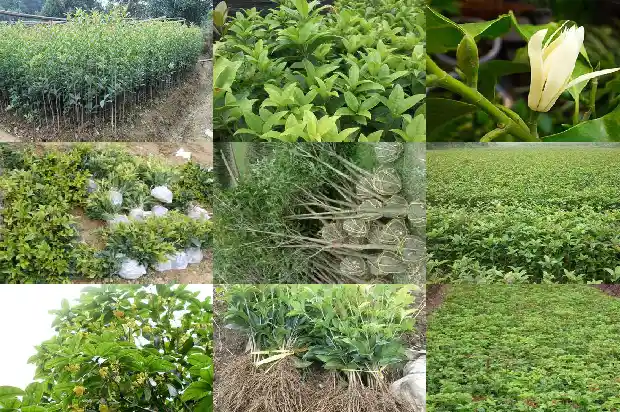 桂花盆景适合室内吗1686531692933