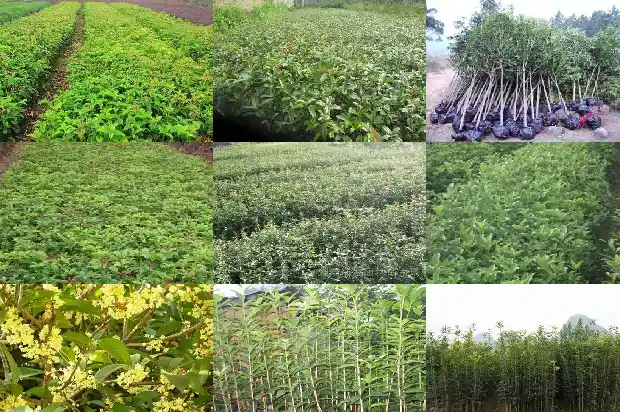 桂花养殖方法和注意事项 盆栽1686531710140