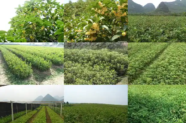 桂花怎么养桂花盆栽1686531717545
