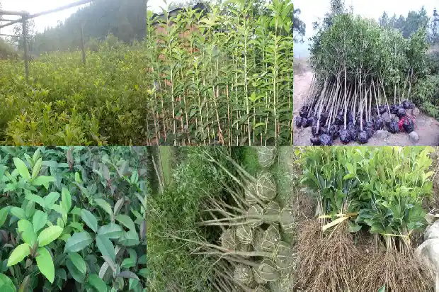 桂花怎么养桂花盆栽1686531717593