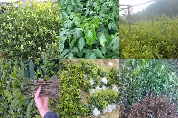 北方盆栽桂花的养殖方法和注意事项1686531729697