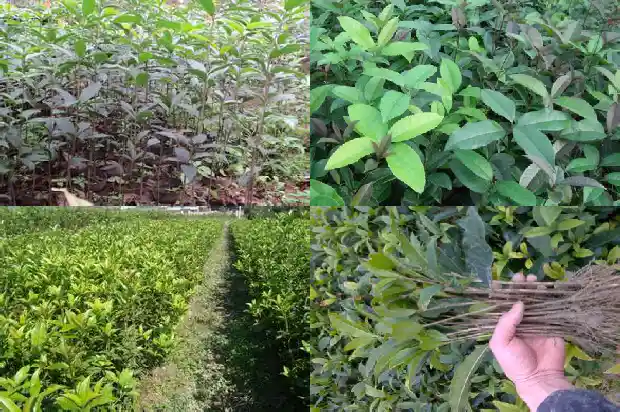 北方盆栽桂花的养殖方法和注意事项1686531729744