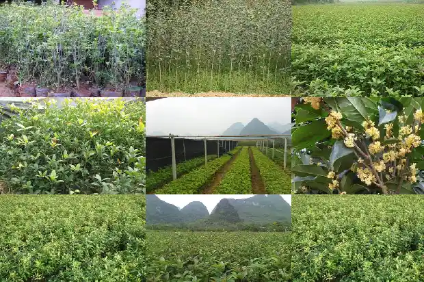 北方盆栽桂花的养殖方法和注意事项1686531729792
