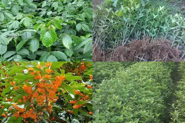 桂花养殖方法及注意事项1686531739806
