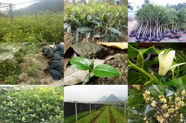 盆栽桂花价格多少一盆好1686531751583
