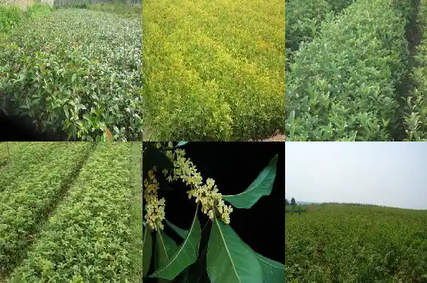 盆栽桂花价格多少一盆好1686531751631