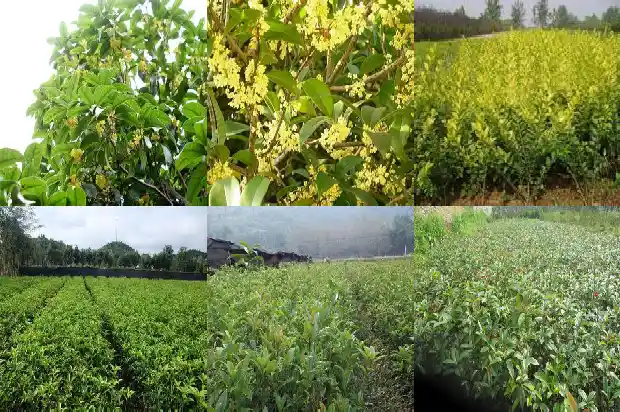 盆栽桂花价格多少一盆好1686531751679