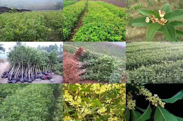 盆栽桂花价格多少一盆好1686531751726
