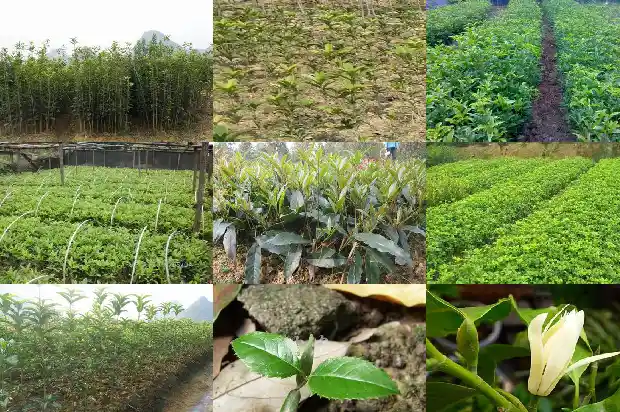 四季桂花盆景市场价格多少钱一株1686531763762