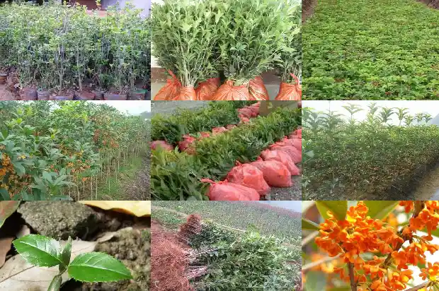四季桂花盆景市场价格多少钱一株1686531763906