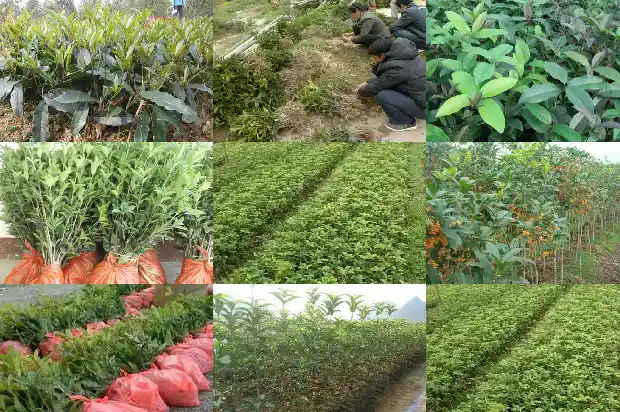 盆栽桂花树市场价格多少钱一株呢1686531774292