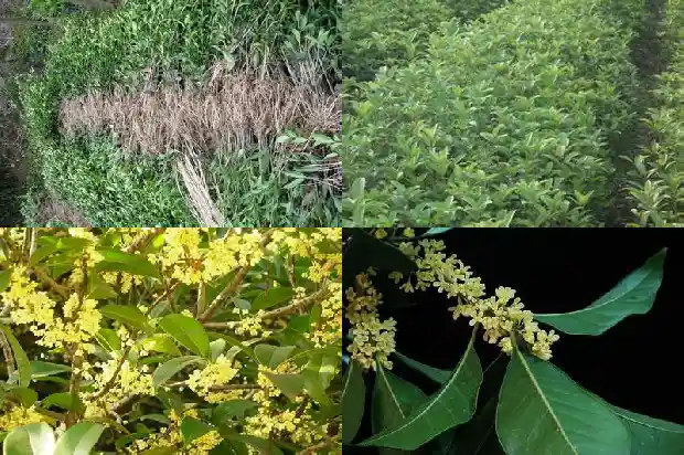 盆栽桂花树市场价格多少钱一株呢1686531774387