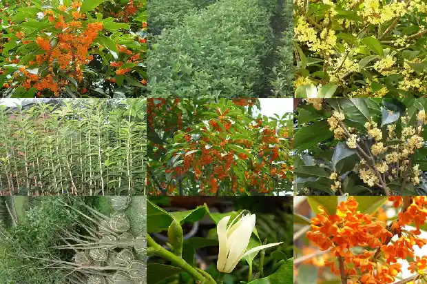 桂花盆景的制作方法1686531797060