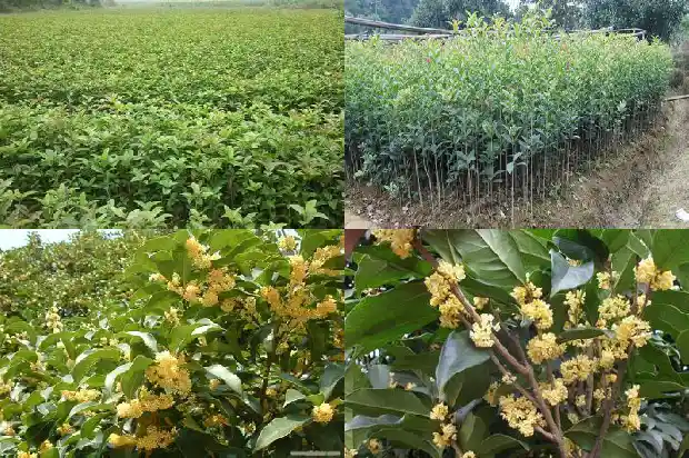 盆栽桂花多少钱一棵1690331970477