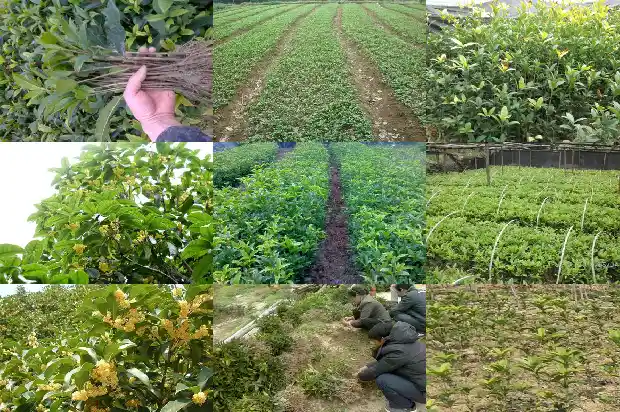 如何制作桂花盆景1686531816927