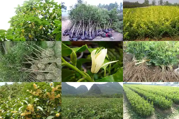 如何制作桂花盆景1686531816974