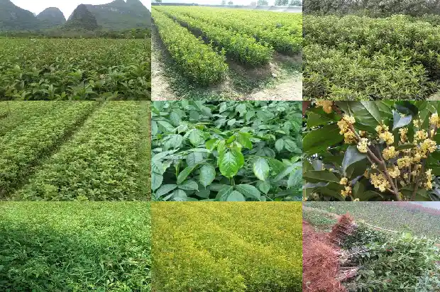 如何制作桂花盆景1686531817023