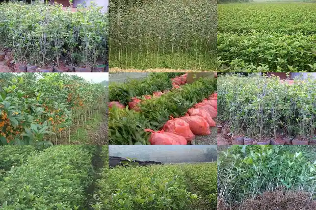 小型桂花盆景的桂花品种1686531830670