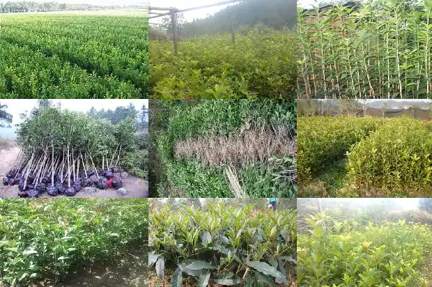 重庆桂花树出售1689985618697