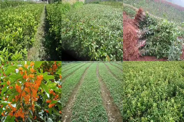中国桂花养殖基地1686531871671