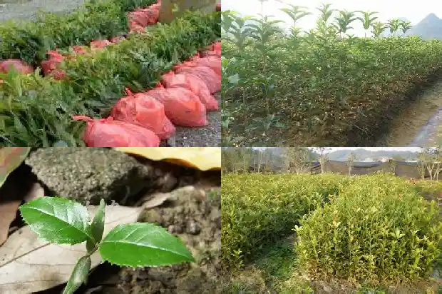 桂花树有多高有多大1689640487244