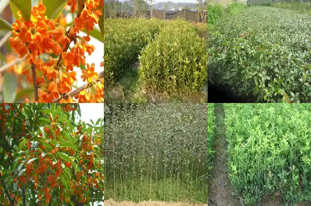 桂花盆景精品品种有哪些1686531883661