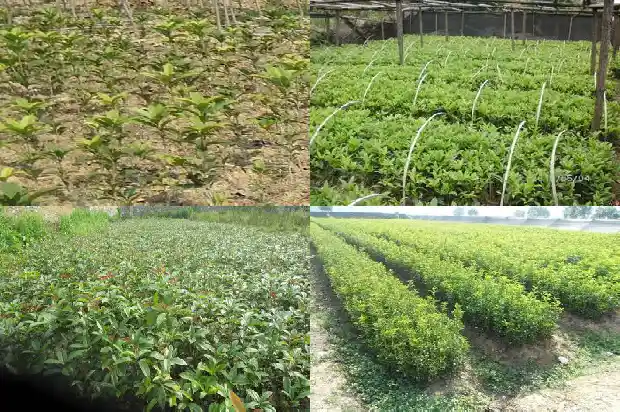 桂花栽种注意事项和禁忌1686531891736