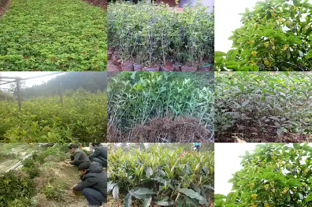 盆栽桂花的种植方法和注意事项有哪些1686531907333