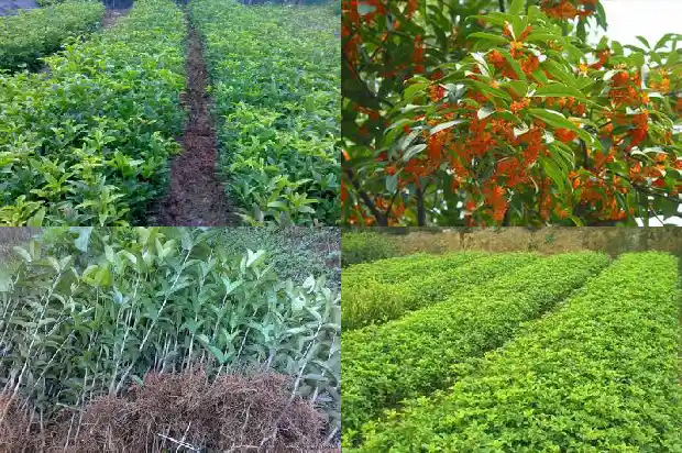 盆栽桂花的种植方法和注意事项有哪些1686531907381