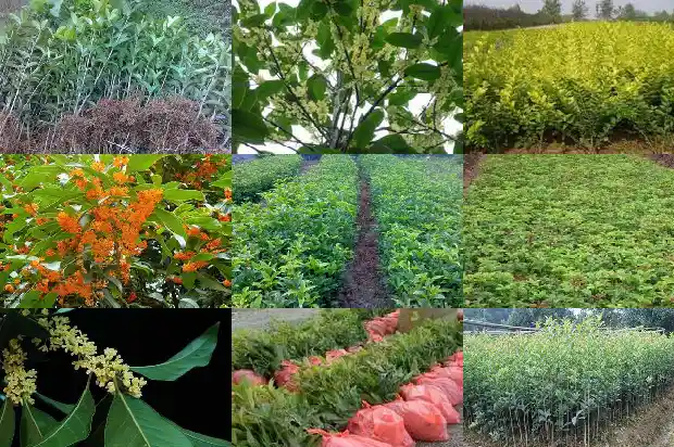 盆栽桂花的种植方法和注意事项有哪些1686531907429