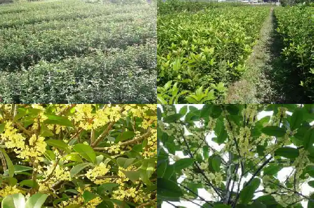 桂花喜欢酸性土壤吗为什么1688607352489