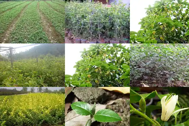 桂花种植方法注意事项1686531929783