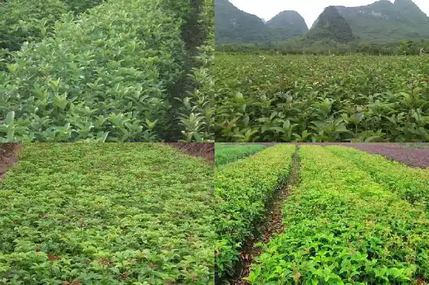 桂花种植方法注意事项1686531929878