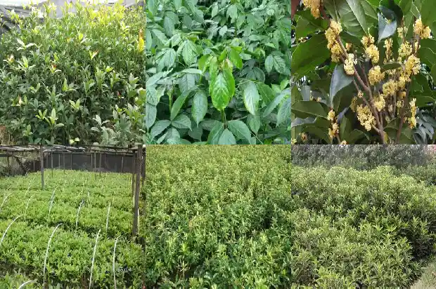 地栽桂花树的养殖方法和注意事项有哪些1686531945703