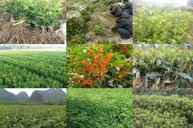 地栽桂花树的养殖方法和注意事项有哪些1686531945751