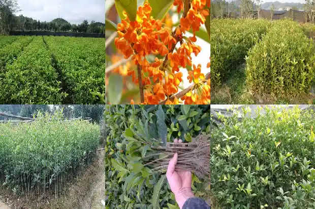 桂花树怕冷吗冬天1690676915711