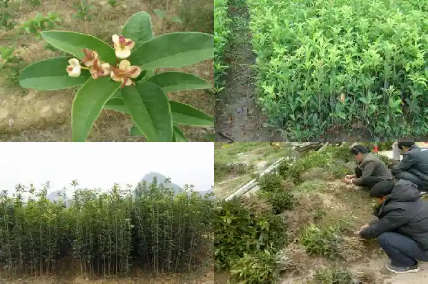 种植桂花树的方法1686531965280