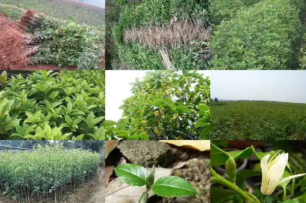 种植桂花树的方法1686531965328