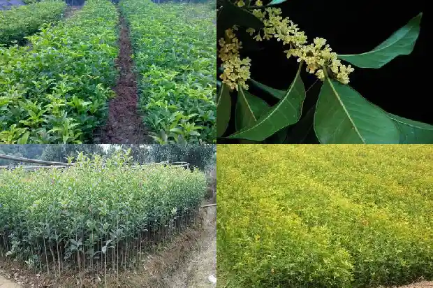 桂花如何种植及护理1686531973047