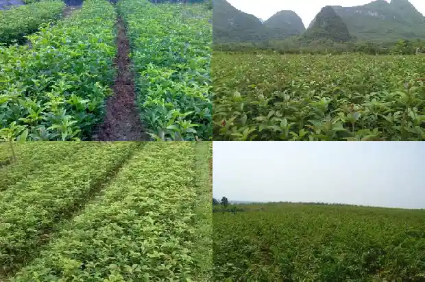 栽种桂花树注意事项1686531982870