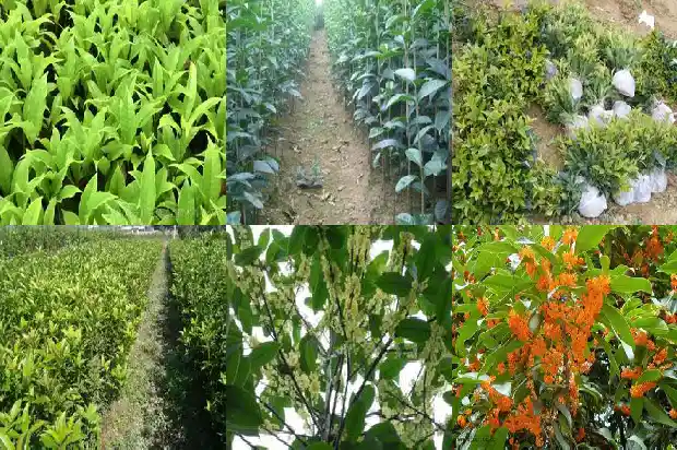 栽种桂花树注意事项1686531982966