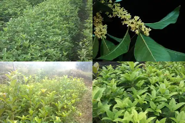 桂花树怎么才会开花旺盛呢1686532016126