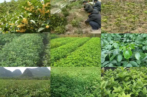 桂花树怎么才会开花旺盛呢1686532016221
