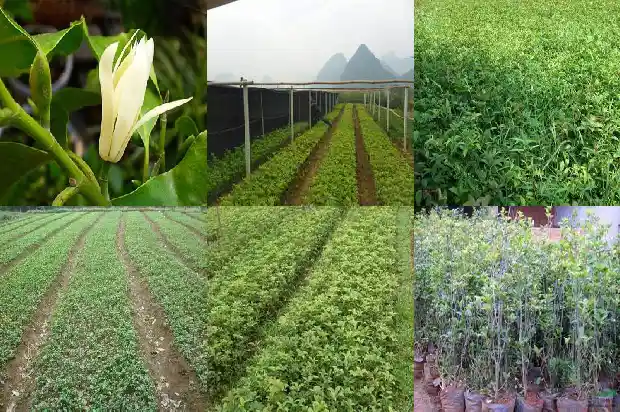 桂花树怎么才会开花旺盛呢1686532016269