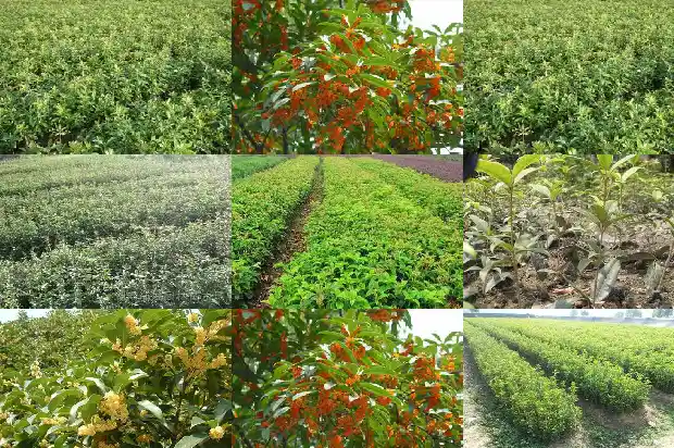 桂花栽植要点是什么1686532028057