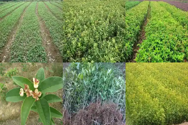 桂花栽植要点是什么1686532028153