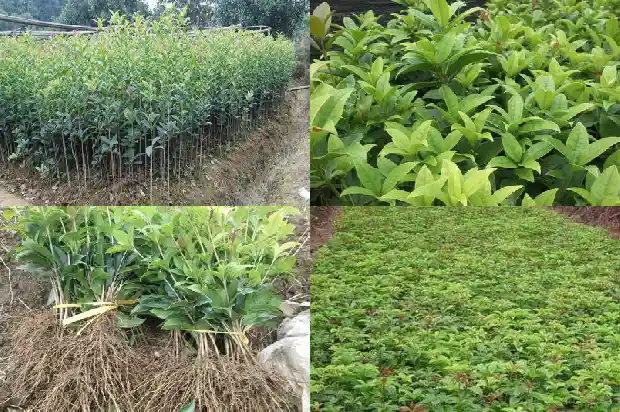 桂花栽植要点有哪些1686532040367