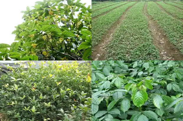 桂花栽植要点有哪些1686532040415