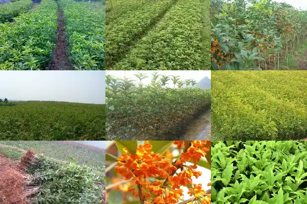 桂花的好处?1689122189379